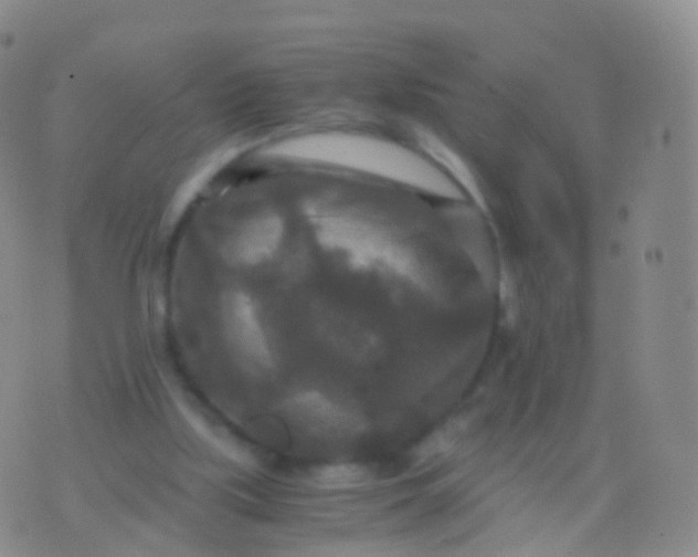 X0000076430059200610202255