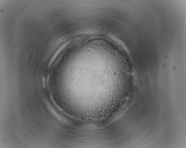 X0000076430061200610202255