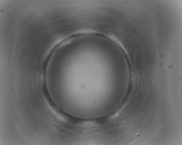 X0000076430063200610202255