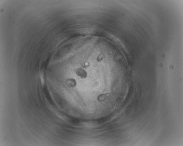 X0000076430069200610202255