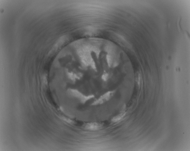 X0000076430127200610202254