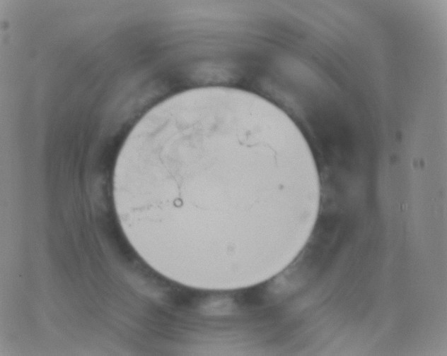 X0000076430162200610202254