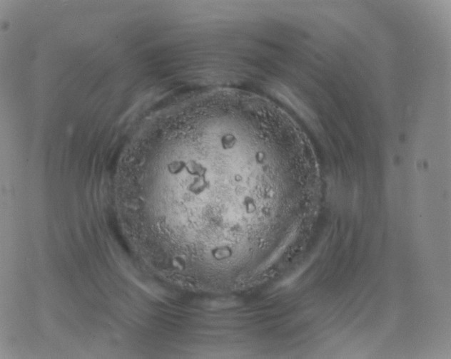 X0000076430165200610202254