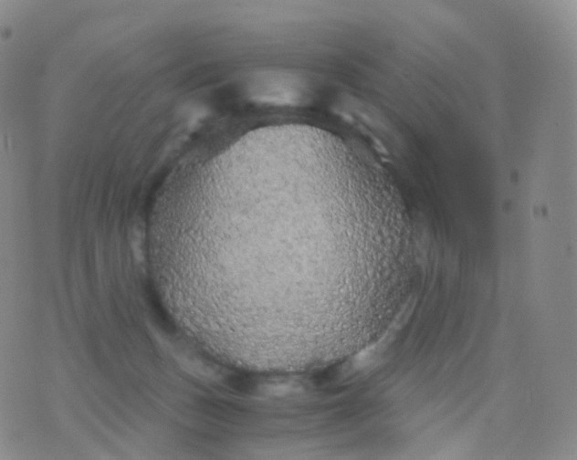 X0000076430175200610202254