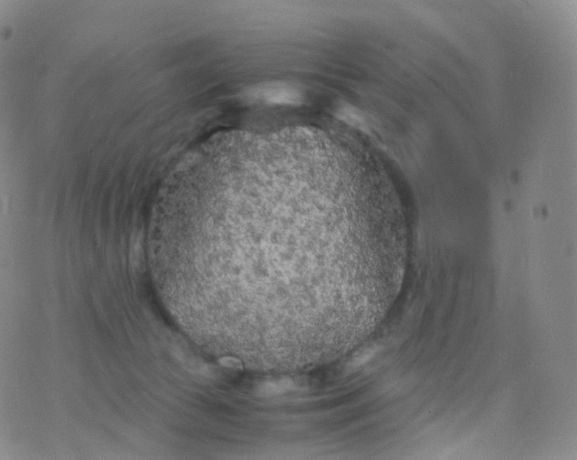 X0000076430177200610202254