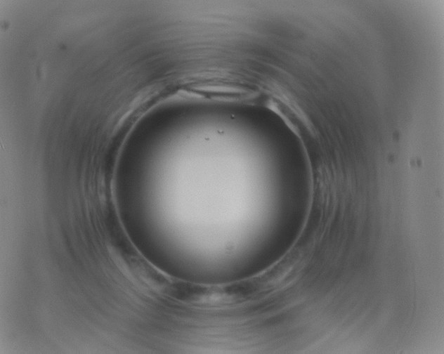 X0000076430212200610202253