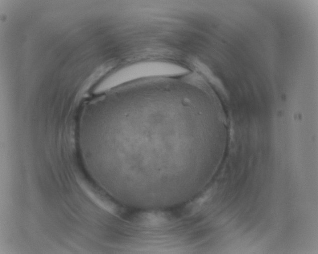 X0000076430250200610202252