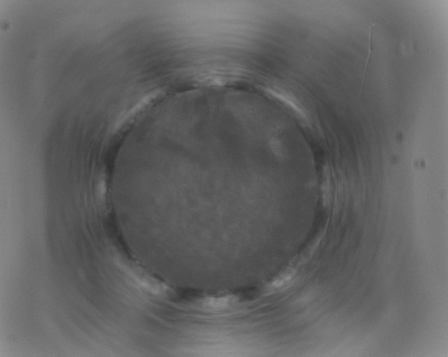 X0000076430314200610202251