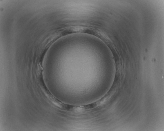 X0000076430325200610202251