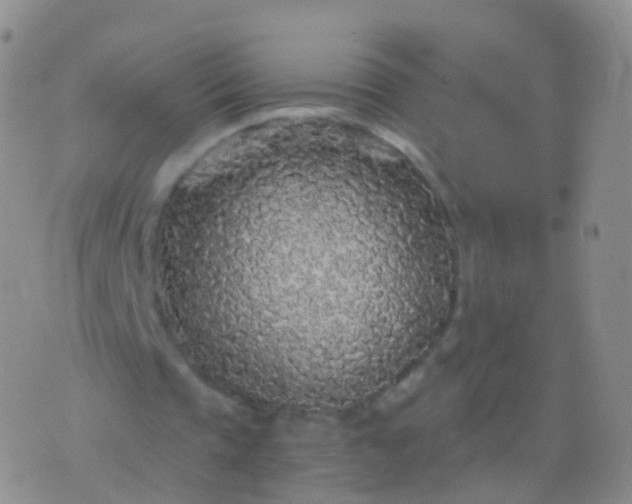 X0000076430337200610202250