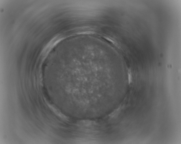 X0000076430339200610202250