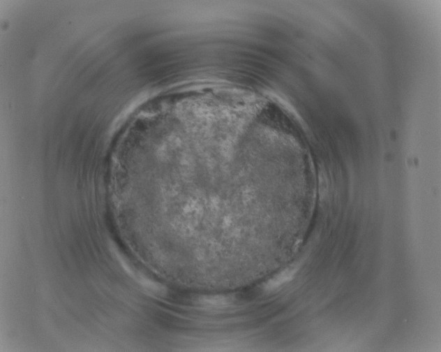 X0000076430349200610202250