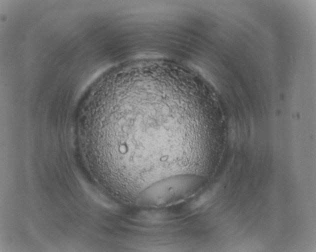 X0000076430351200610202250