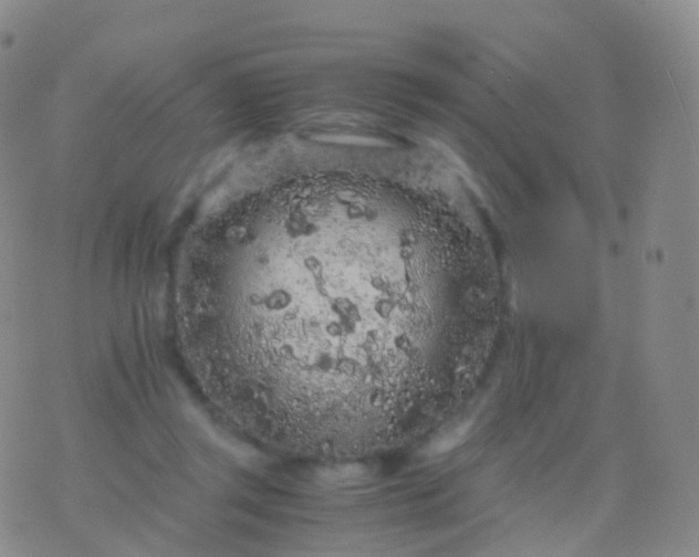 X0000076430357200610202251