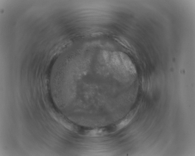 X0000076430366200610202251