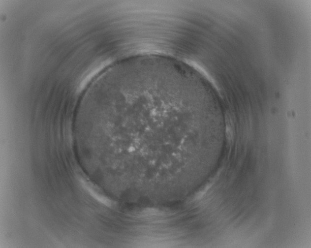 X0000076430390200610202250