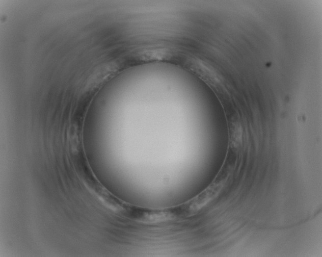 X0000076430414200610202250