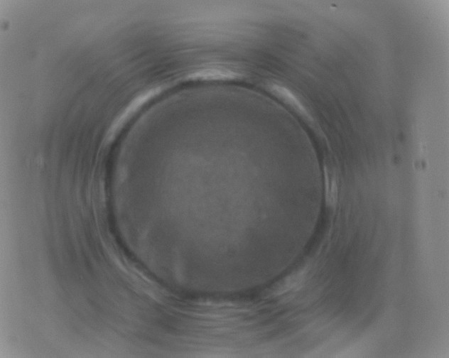 X0000076430531200610202247