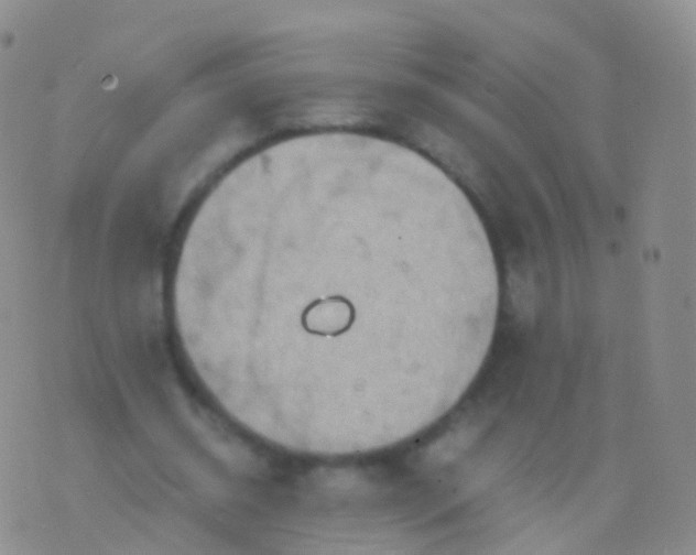 X0000076430534200610202247