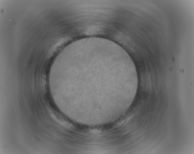 X0000076430592200610202247