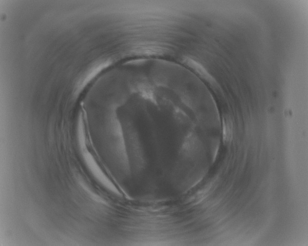 X0000076430627200610202246