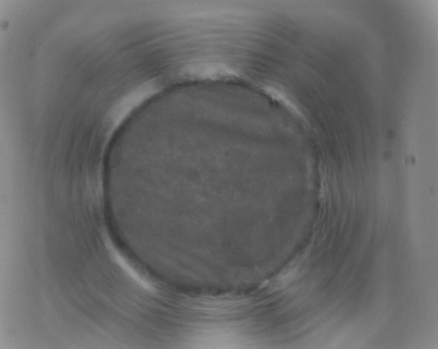 X0000076430630200610202246