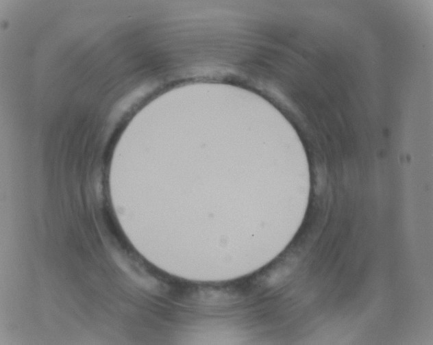 X0000076430632200610202246