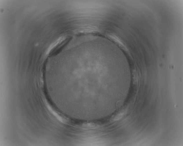 X0000076430634200610202246