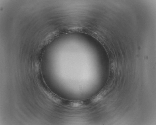 X0000076430662200610202246