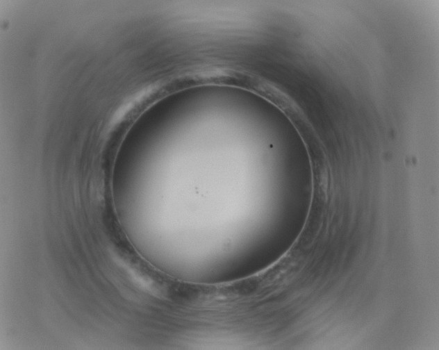 X0000076430732200610202244