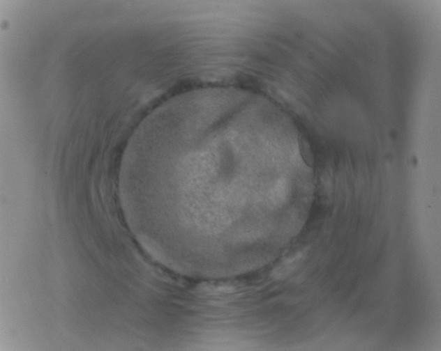 X0000076430817200610202242