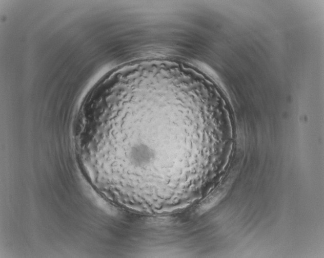 X0000076430859200610202243