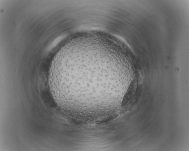 X0000076430871200610202242