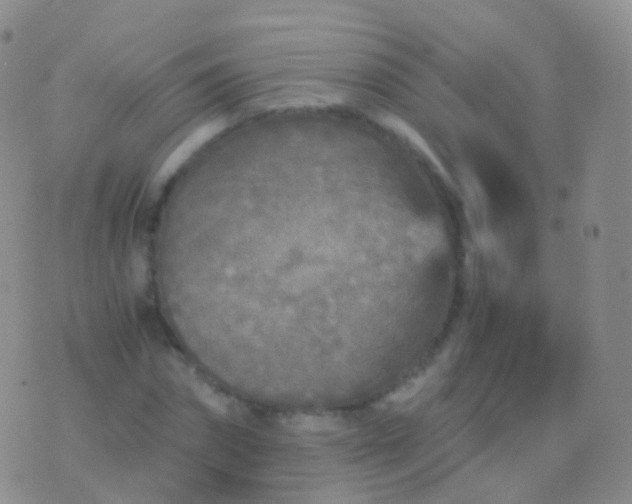 X0000076430874200610202242