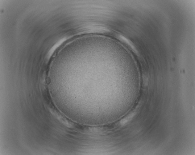 X0000076430875200610202242