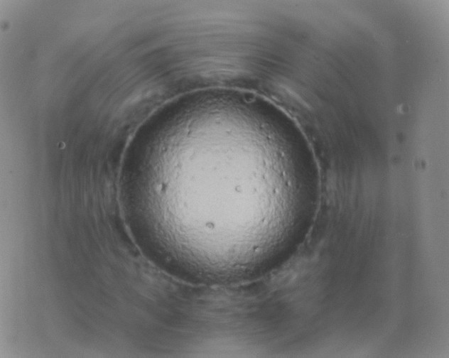 X0000076430917200610202241