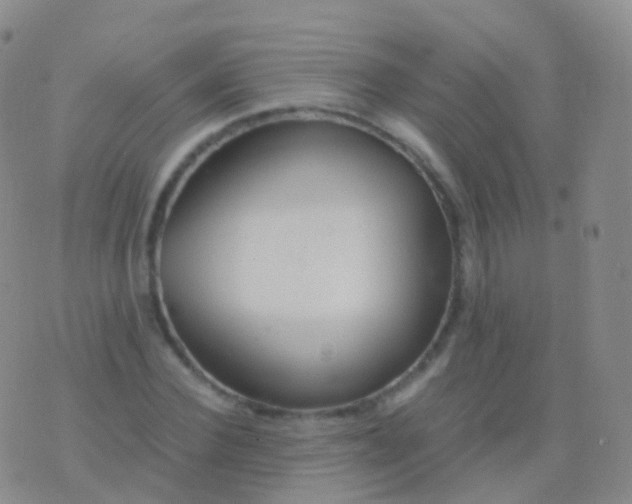 X0000076430924200610202241