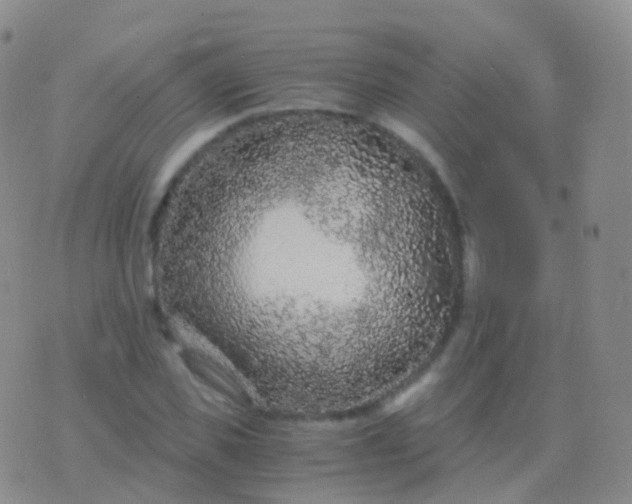 X0000076430925200610202241