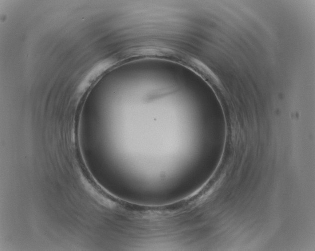 X0000076430938200610202241