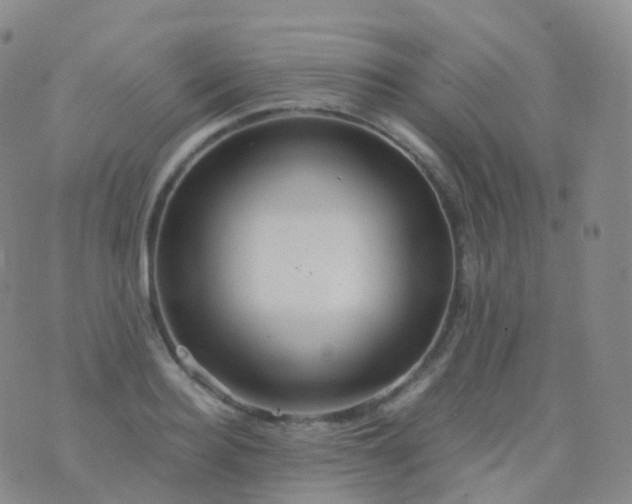 X0000076430940200610202241