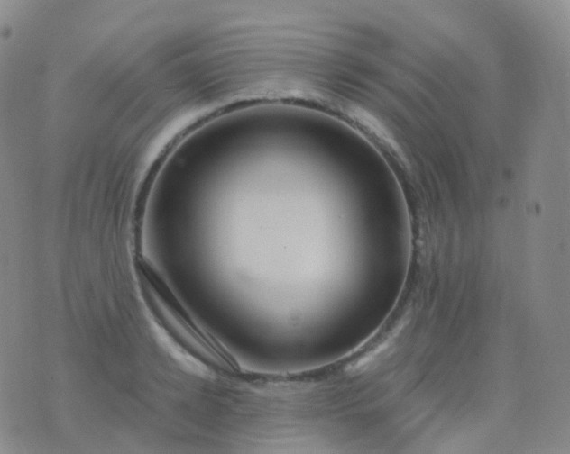 X0000076430942200610202241