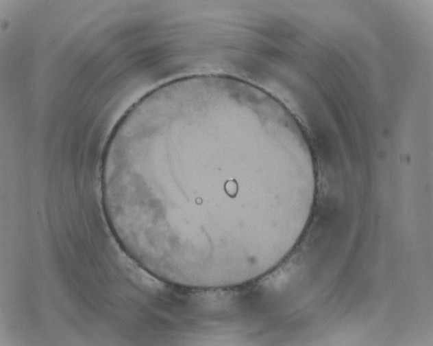 X0000076430950200610202241