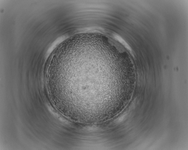 X0000076430994200610202240