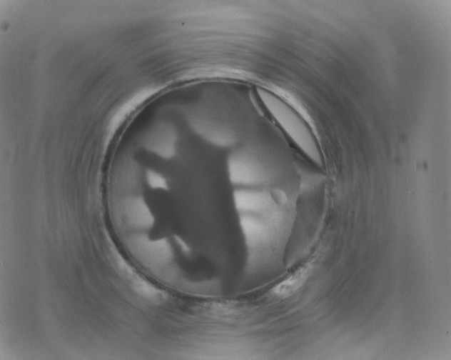 X0000076430995200610202240