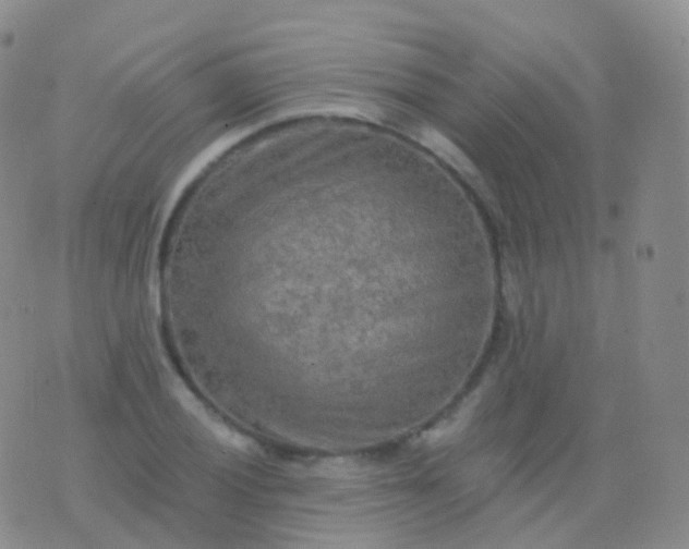 X0000076431028200610202240