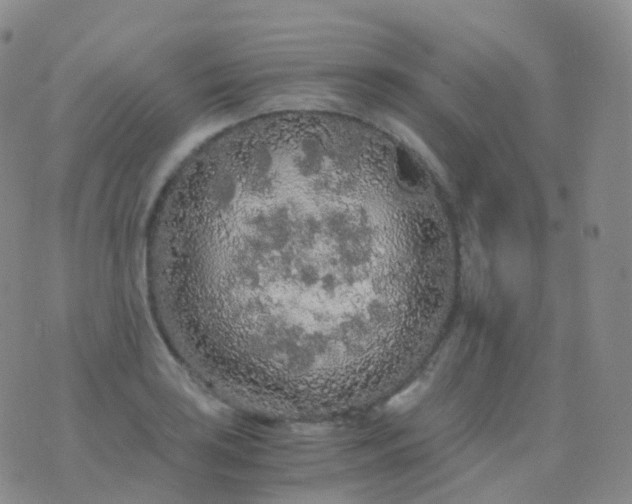 X0000076431035200610202240