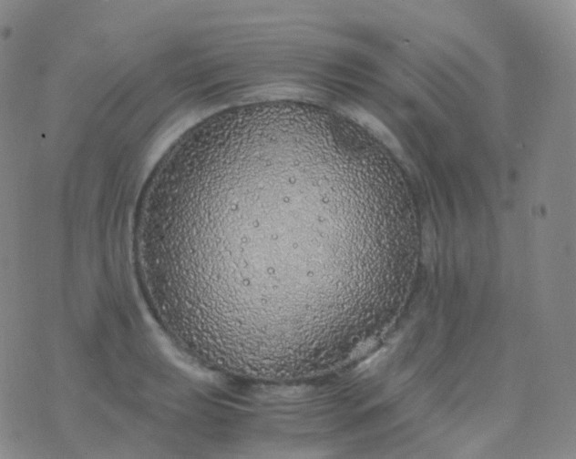 X0000076431039200610202240