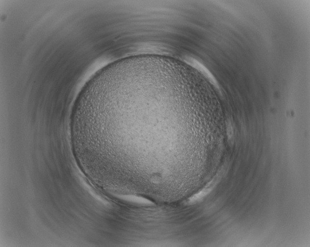 X0000076431043200610202240