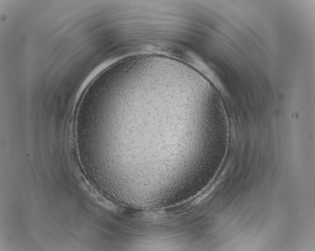 X0000076431052200610202240