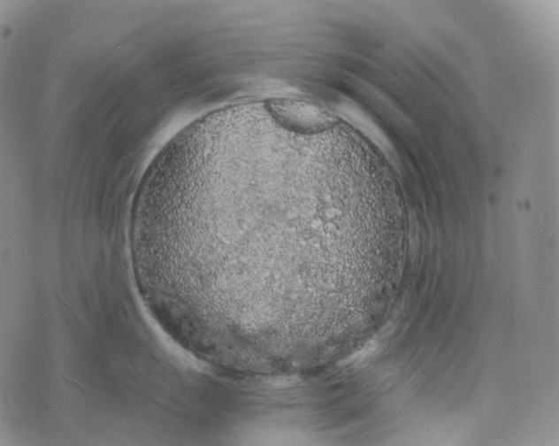 X0000076431055200610202240